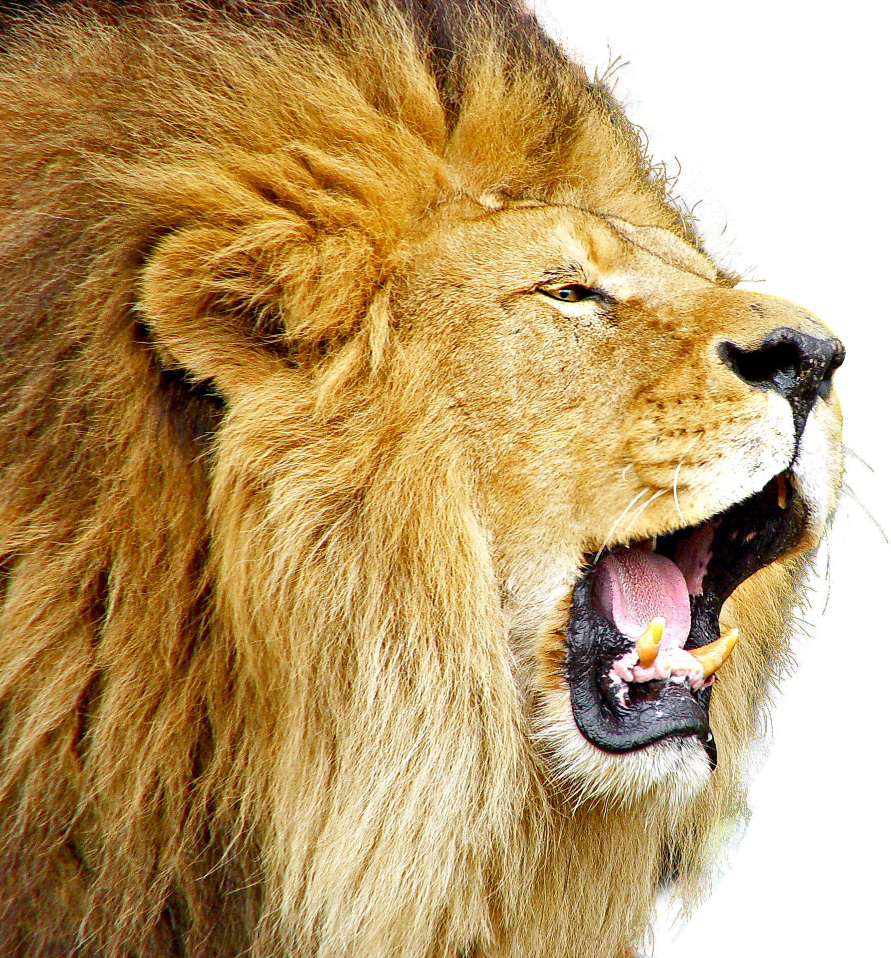 lion roar png image pngpix #11220