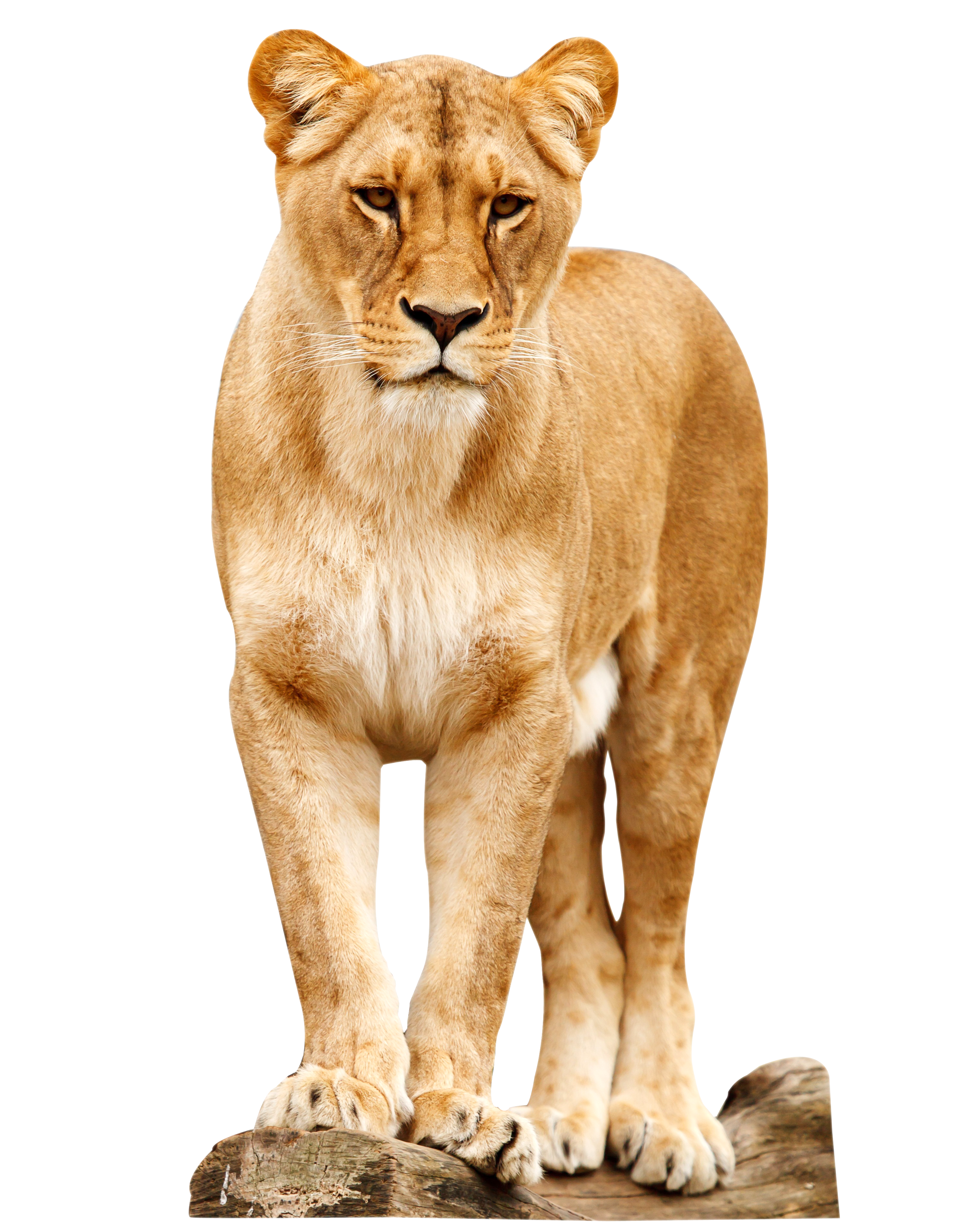 lion standing png image pngpix #11306