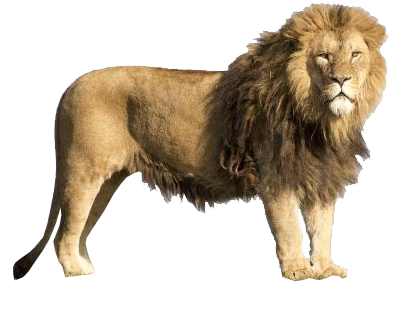 Lions PNG Images And Lion Clipart, Free Download