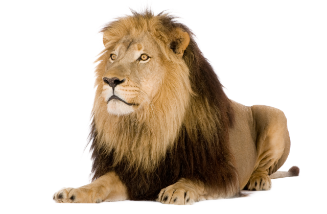 lion transparent png file web icons png #11273