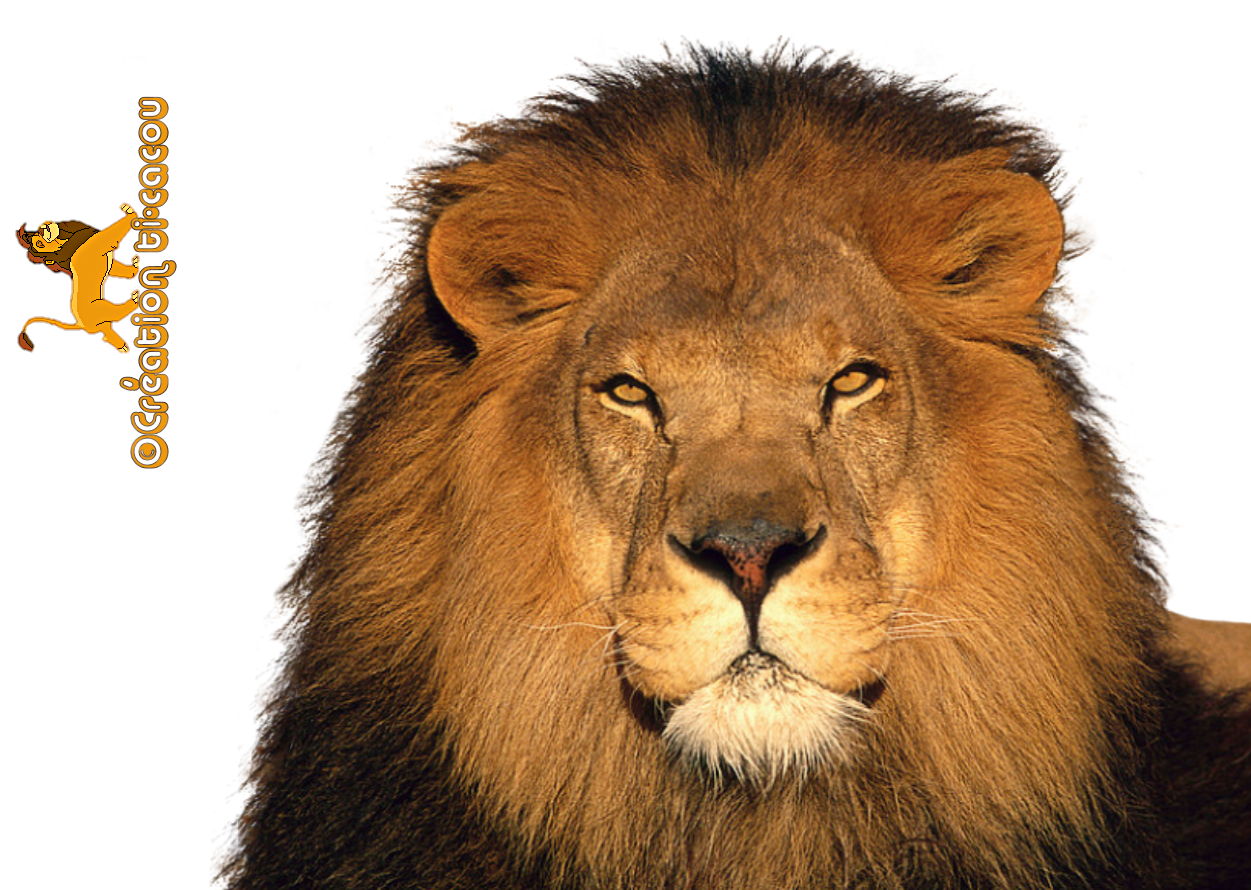 lion transparent png pictures icons and png backgrounds #11287