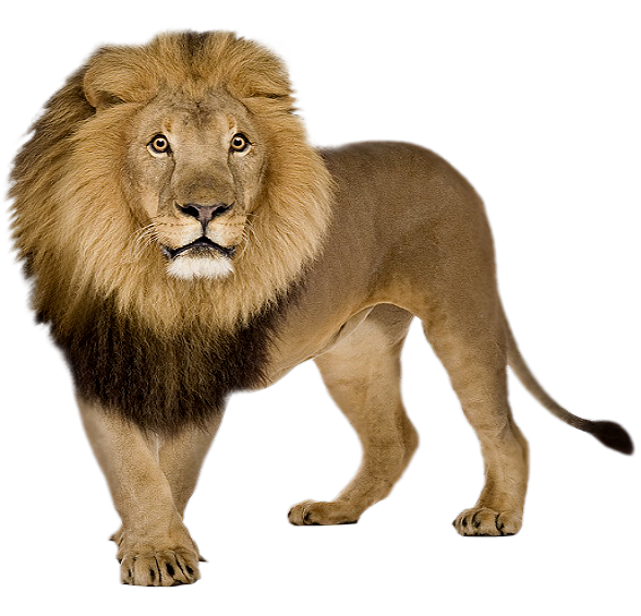 Lions PNG Images And Lion Clipart, Free Download - Free Transparent PNG  Logos