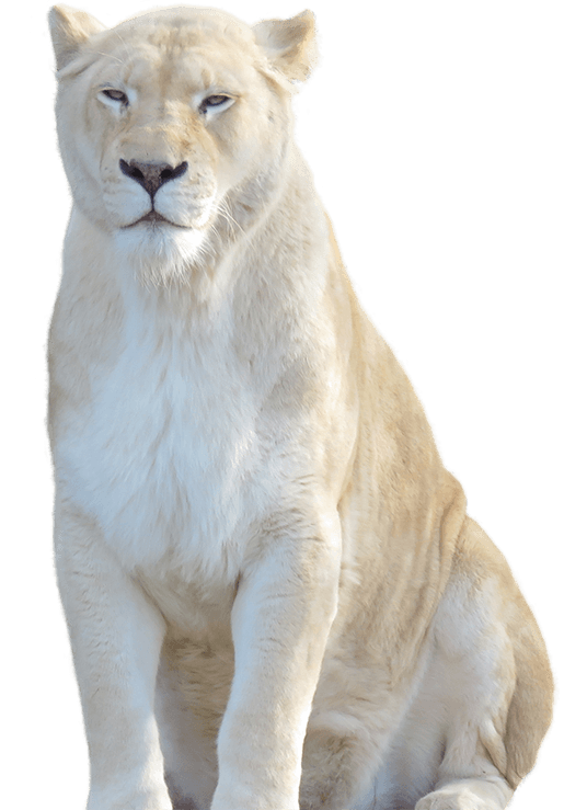 white lion encounter national zoo aquarium #11276