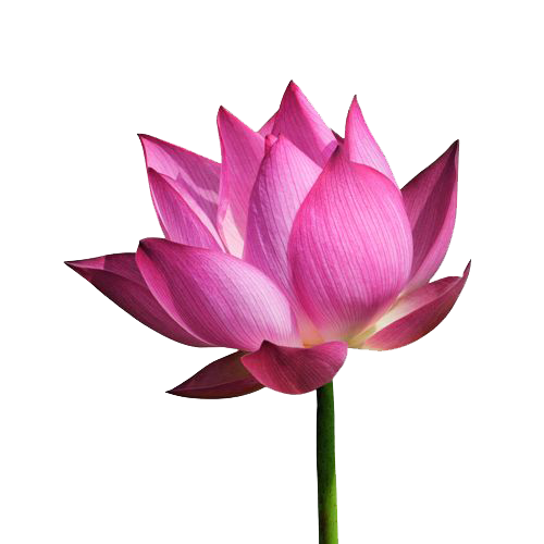 download lotus file png image pngimg #26558