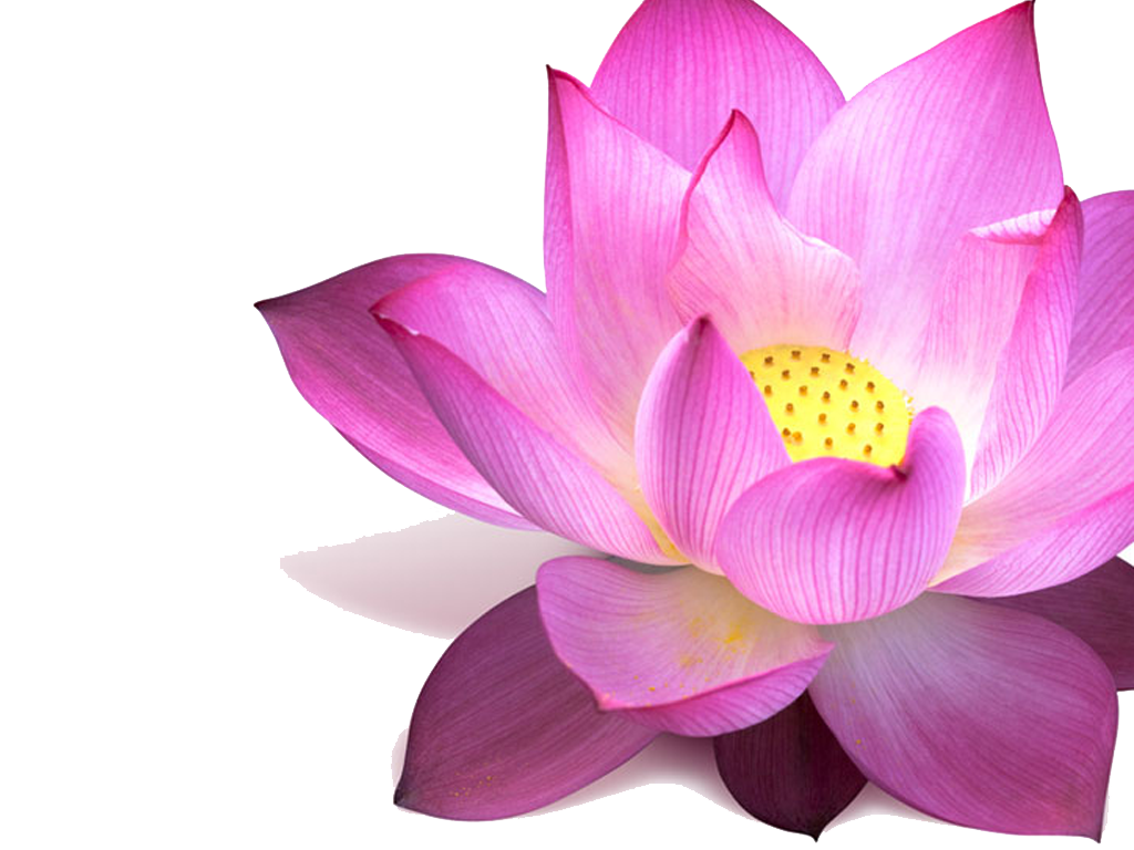 download lotus png image pngimg #26520