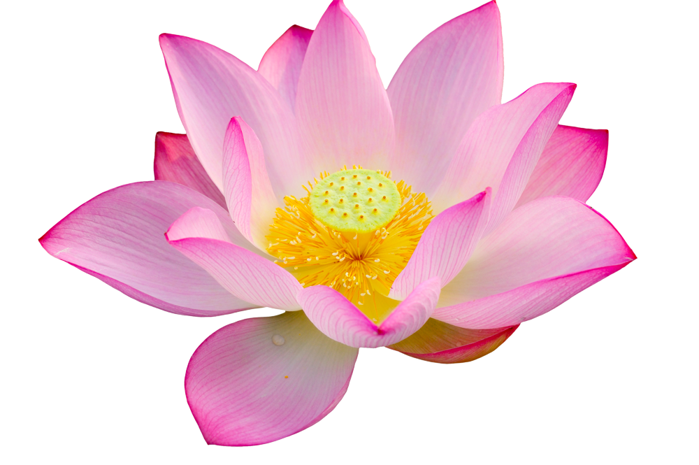 lotus flower png images download #26513