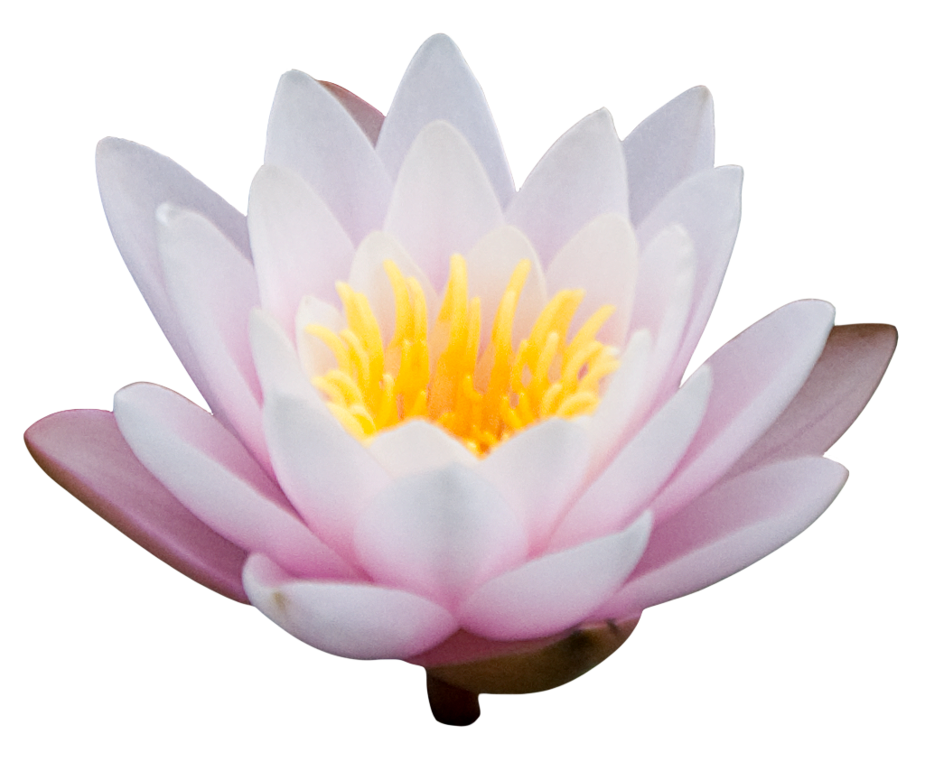 lotus flower png images download #26569