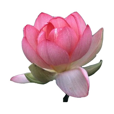lotus flower png images download #26570