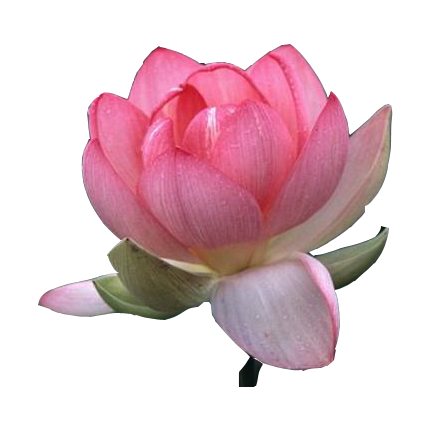 lotus real flower png #26570