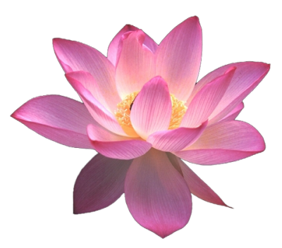 lotus flower png images download #26573