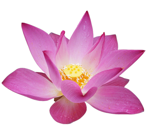 lotus flower png images download #26518