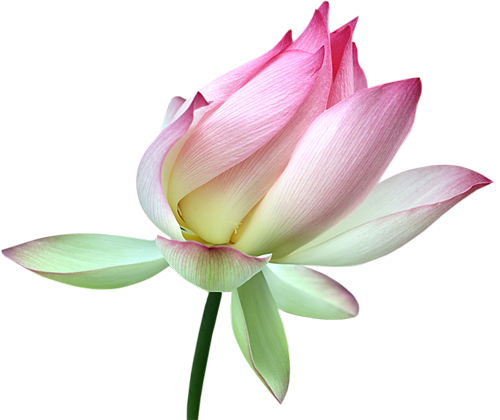 lotus flower png images download #26582