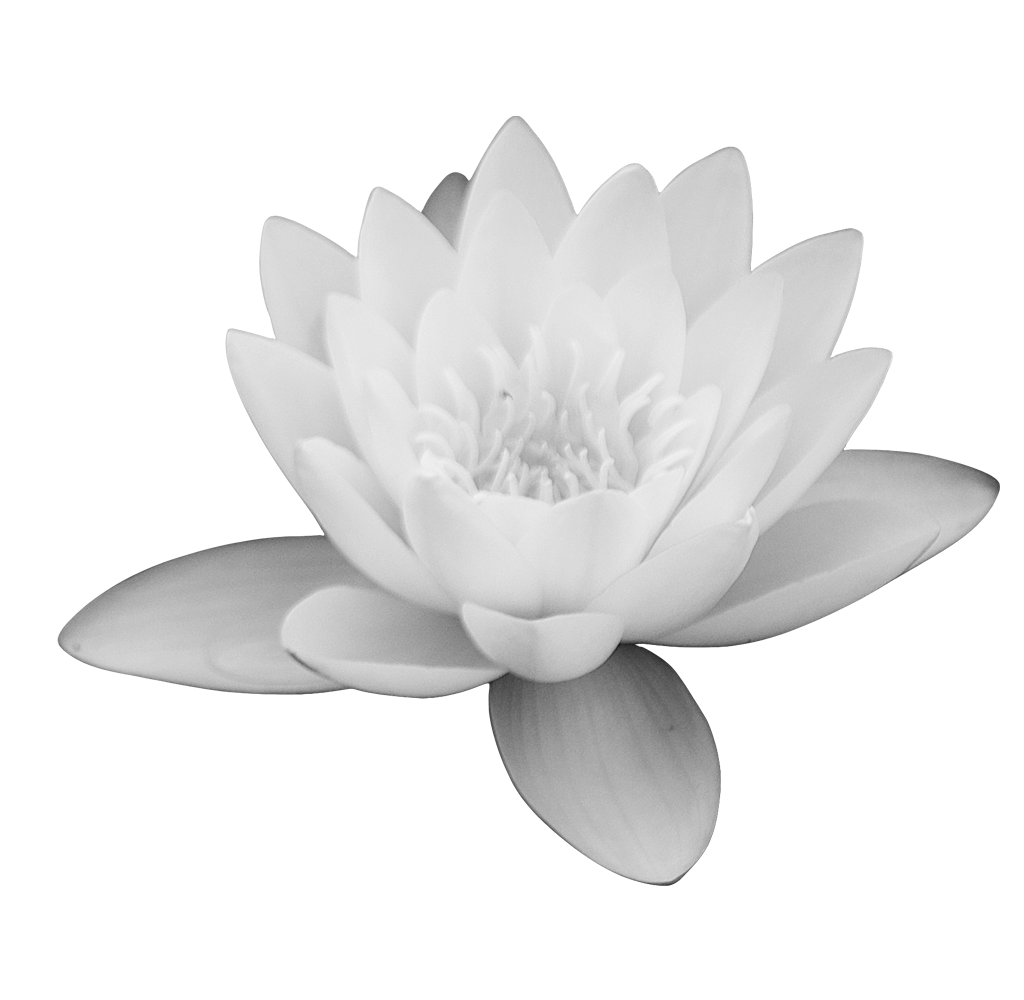 lotus flower png images download #26600