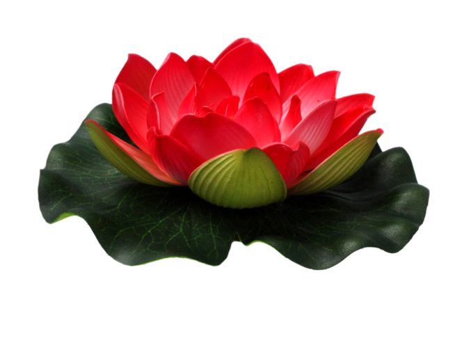 lotus flower png images download #26603