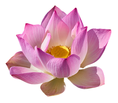lotus, flowers transparent background images pixabay download #26560