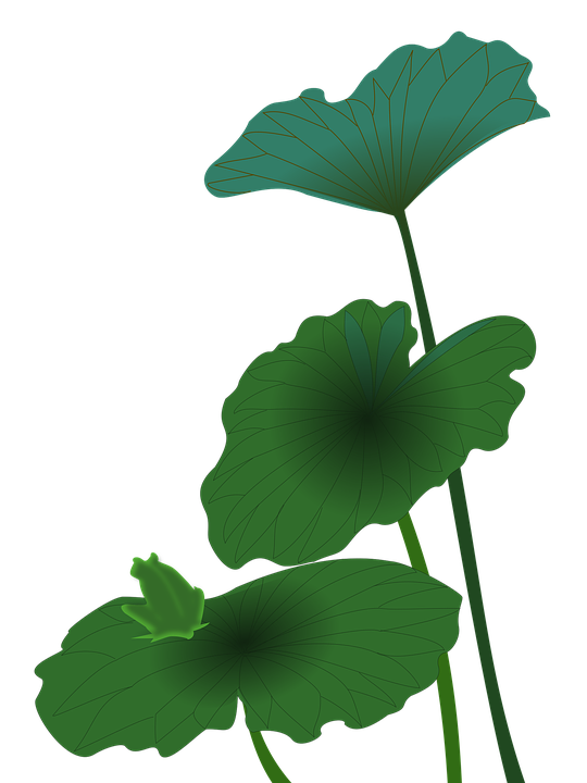lotus frog green image pixabay #26580