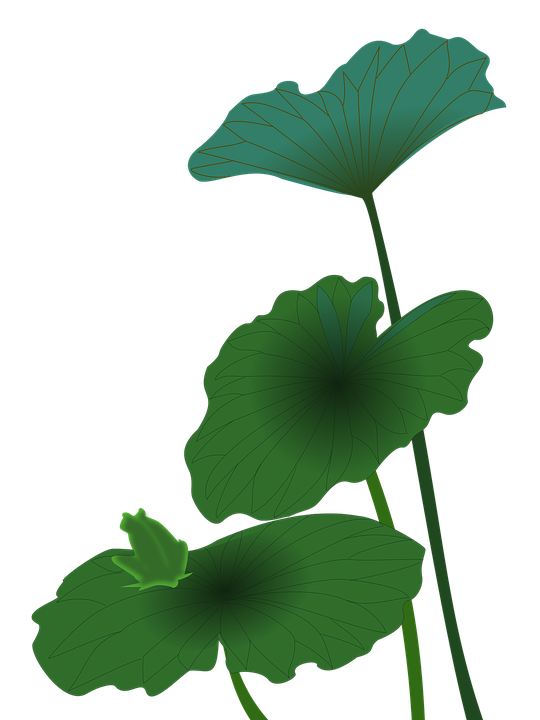 green lotus leaf image #26580