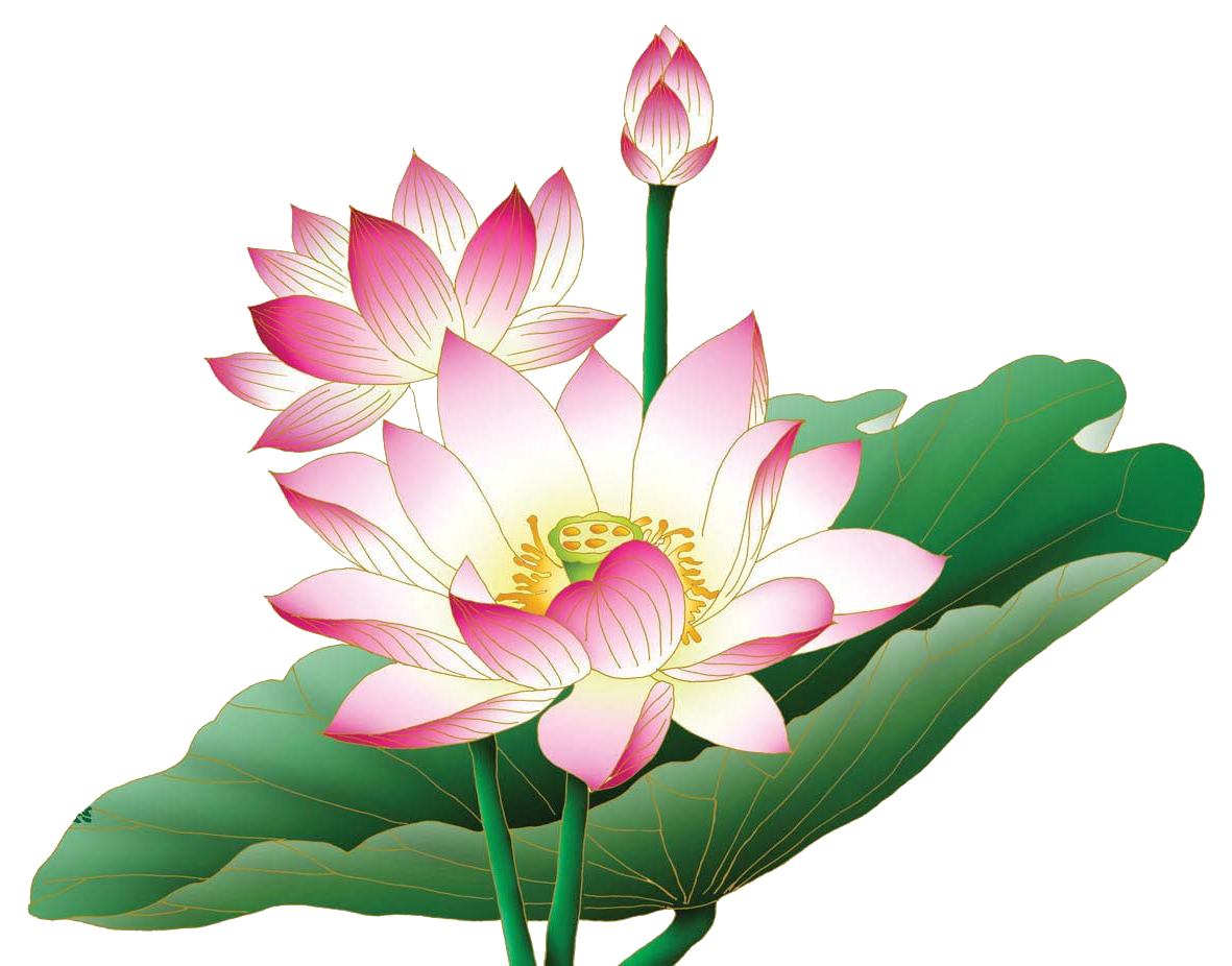 lotus png google lotus pinterest lotus #26561