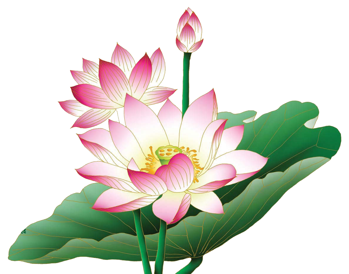 green, pink white lotus png #26561