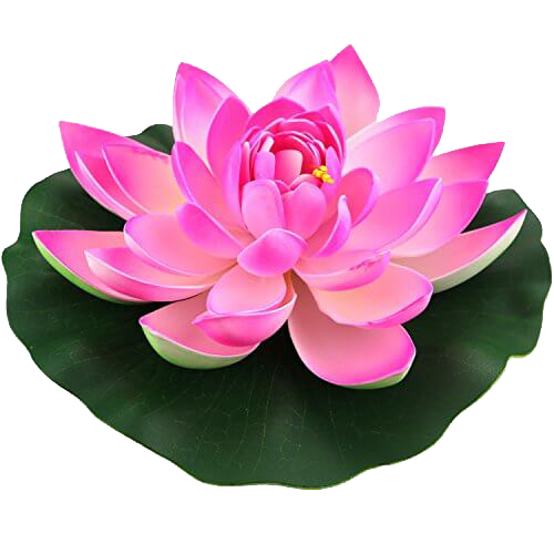 pink lotus on green leaf png #26564