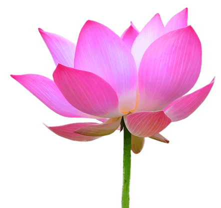 lotus, medicine, drawing, vector, pink #26566