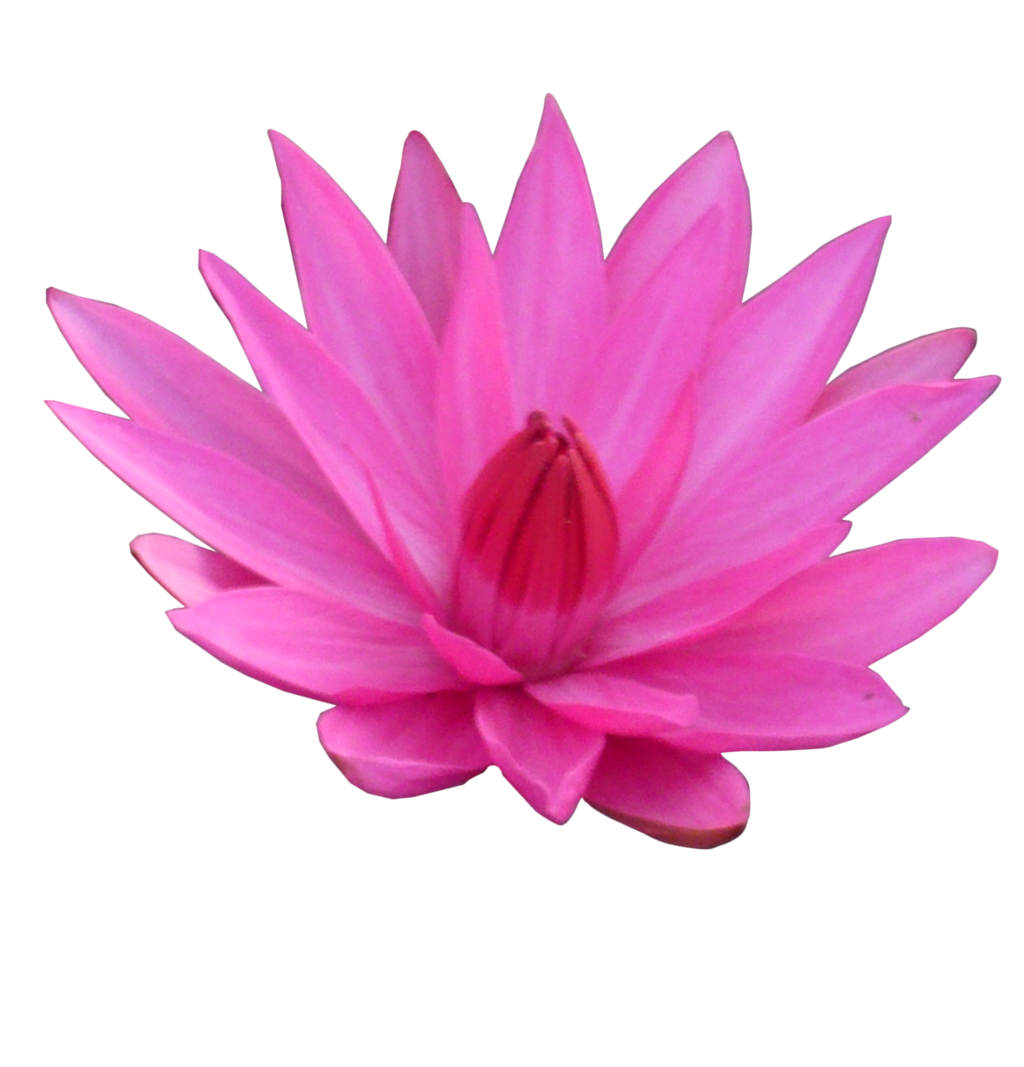 lotus transparent png piante fiori aromi piante #26571