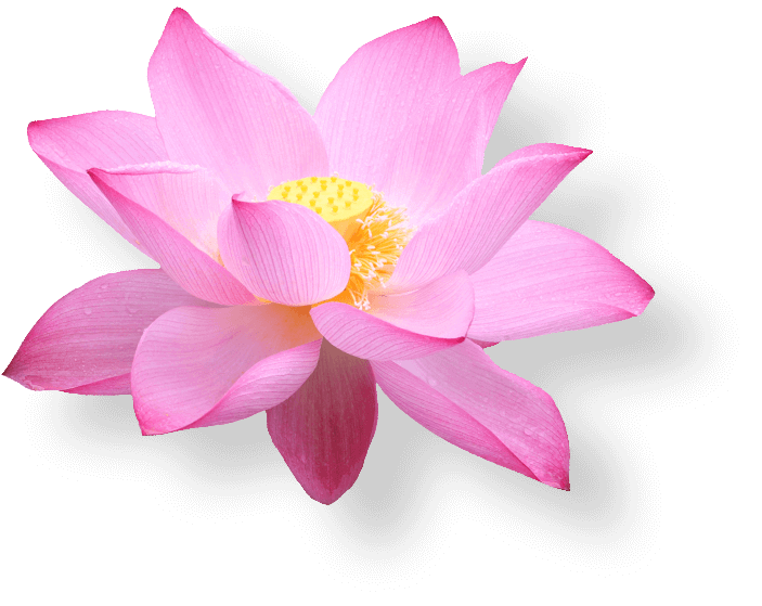 blooming lotus flower #26522