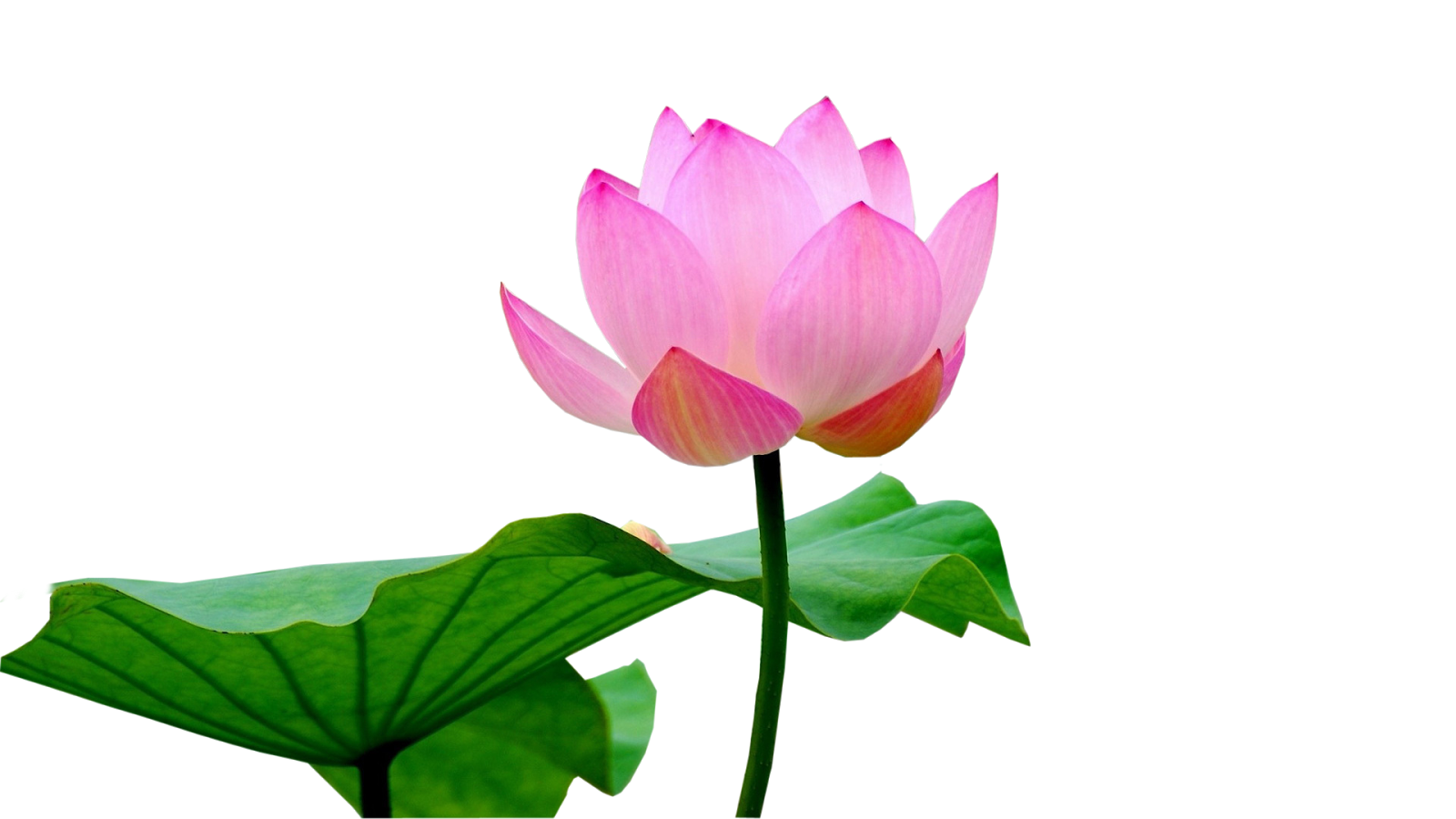 Lotus PNG Images, Lotus Flower Images, Lotus Flower Outline Clipart - Free  Transparent PNG Logos