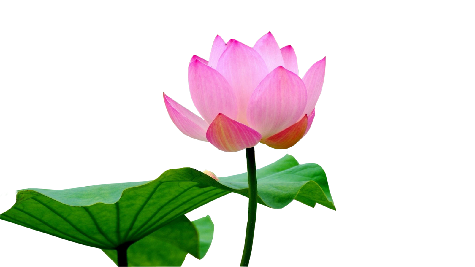 pink lotus flower with leaf #26510