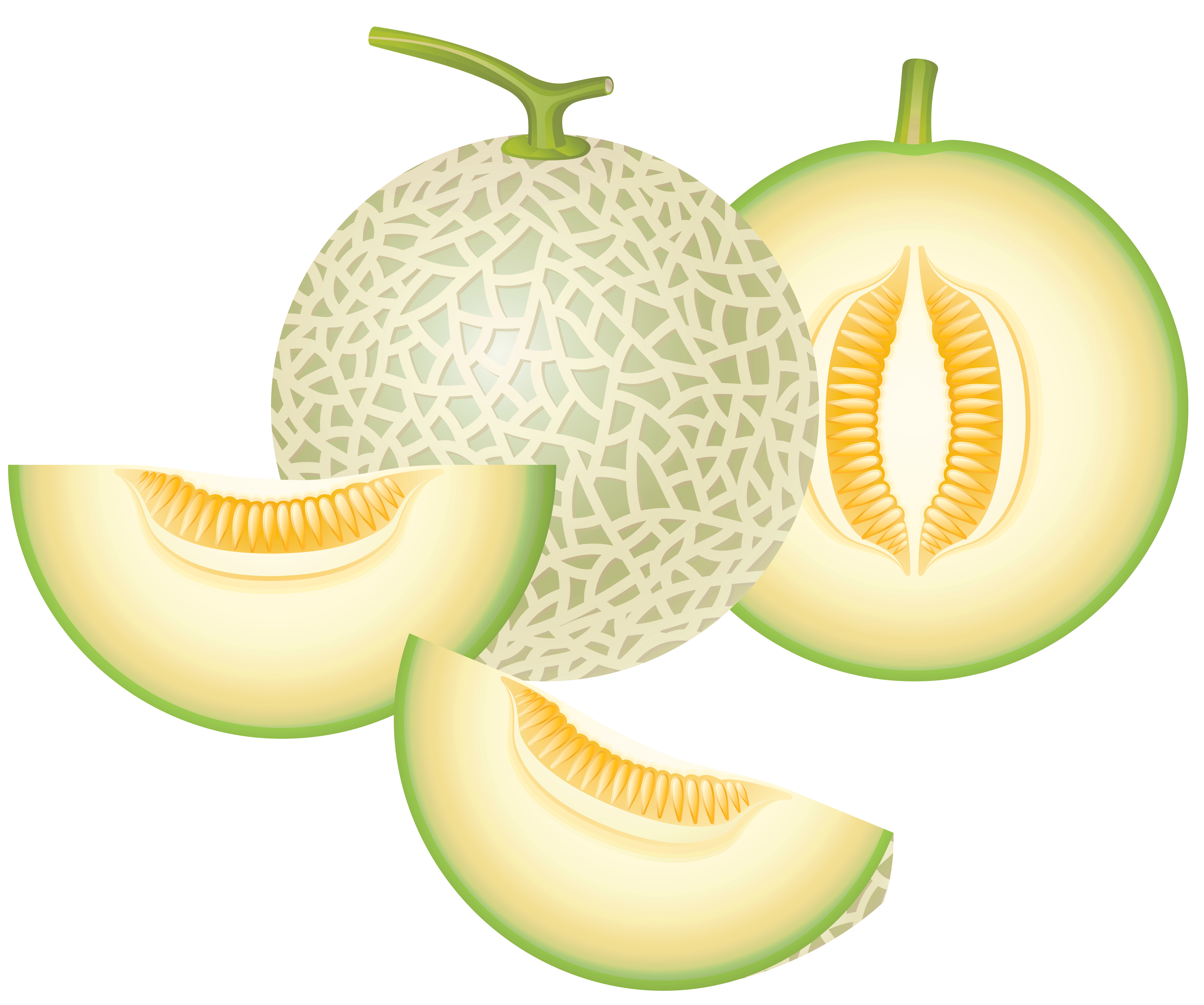 cantaloupe melon png clipart #26524