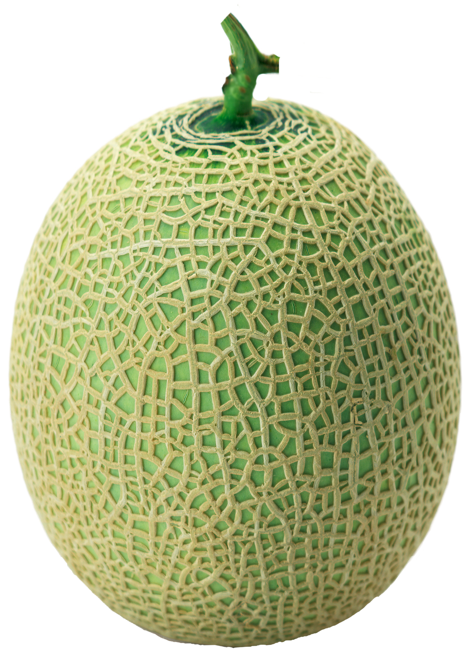 free download transparent melon green #26514