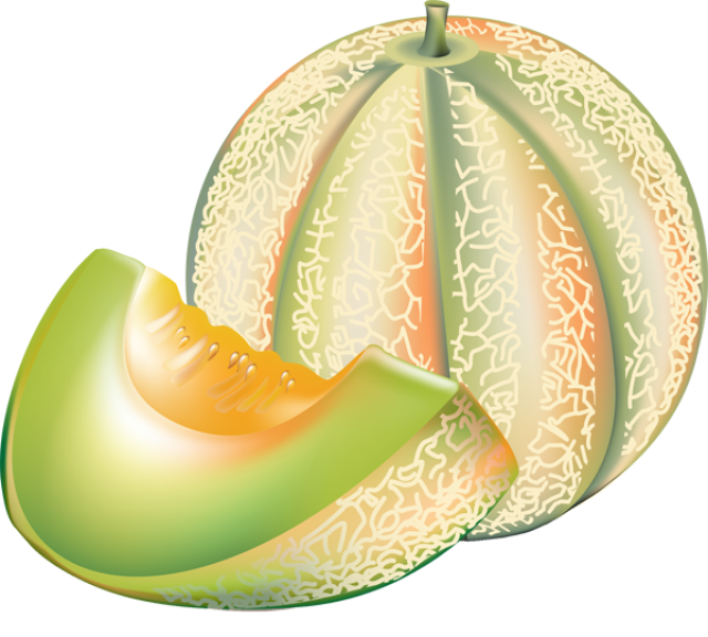 muskmelon clipart cliparts download images #26536