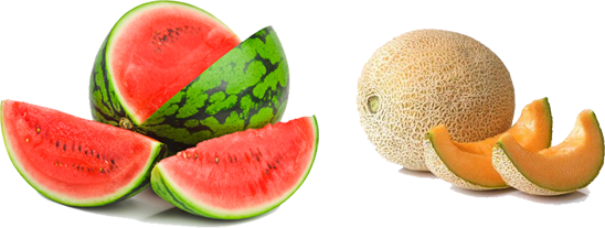 watermelon melon products sno agricultural company #26515