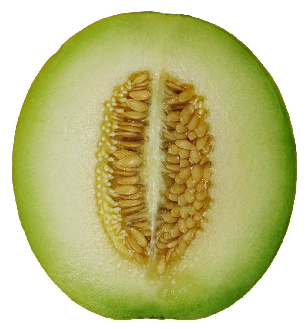 winter melon png image pngpix #26474