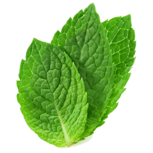 fresh mint leaves images clkerm vector clip #21844