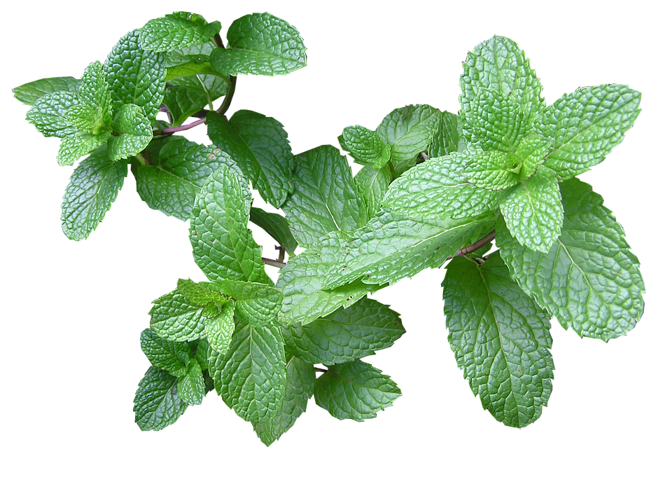 herb mint cut photo pixabay #21830