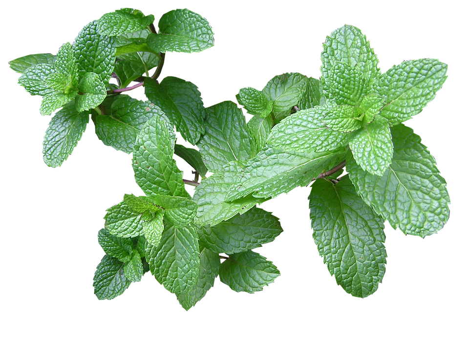 Mint PNG Pictures Free Download, Mint Leaves, Pepermint