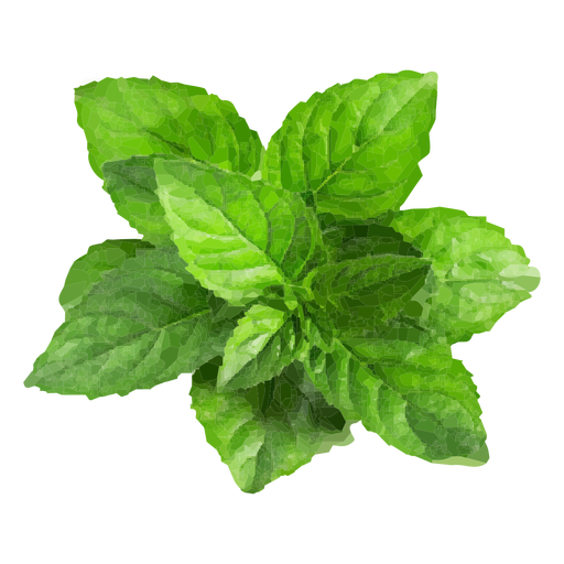 mint herb illustration transparent png svg vector #21832