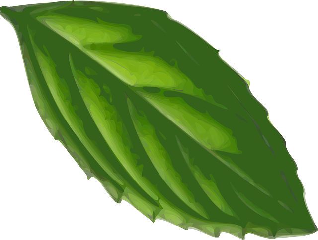 mint leaf plant vector graphic pixabay