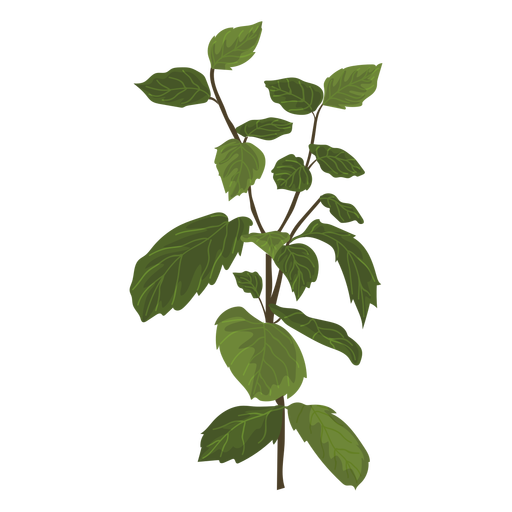 mint mentha herb illustration transparent png svg vector #21863