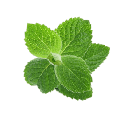 mint, parsley transparent png stickpng #21856