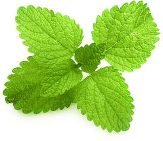mint png images are download crazypngm #21836