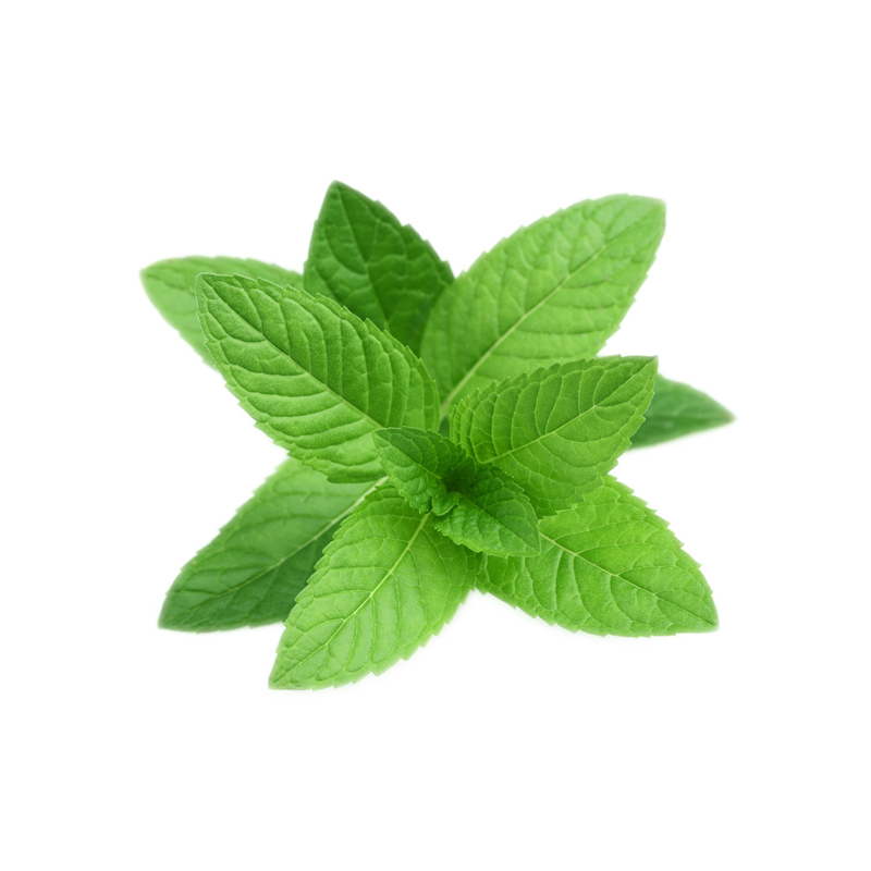 mint png images are download crazypngm 21842