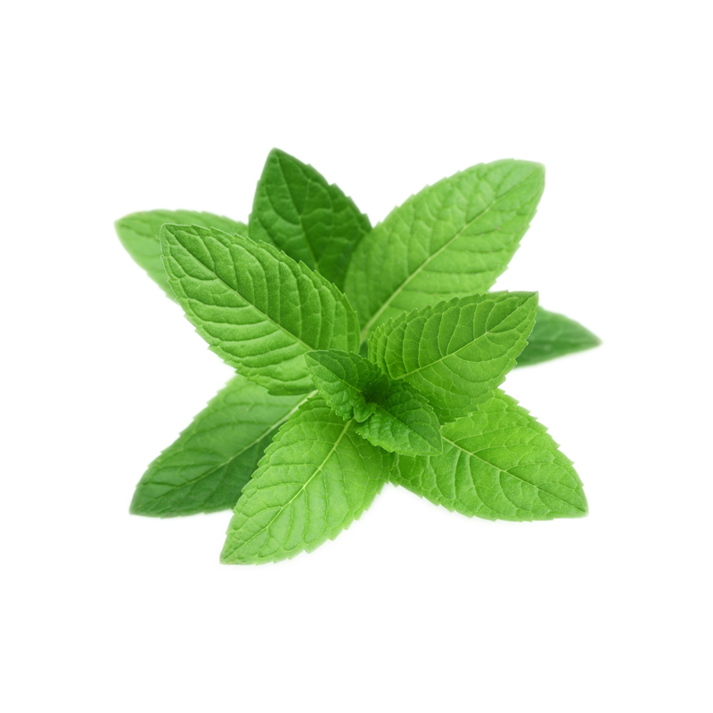 Mint PNG Pictures Free Download, Mint Leaves, Pepermint