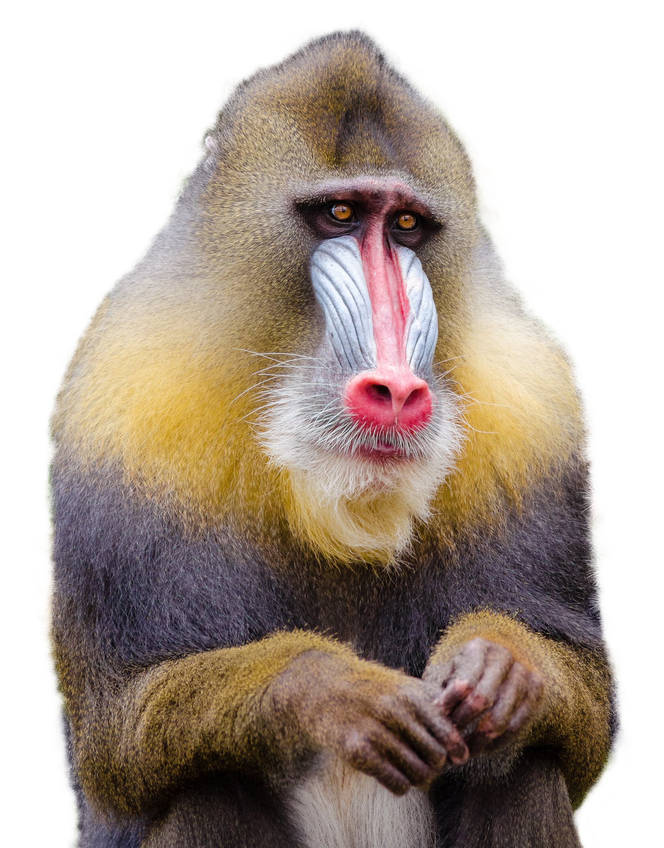 mandrill monkey png transparent image pngpix #19089