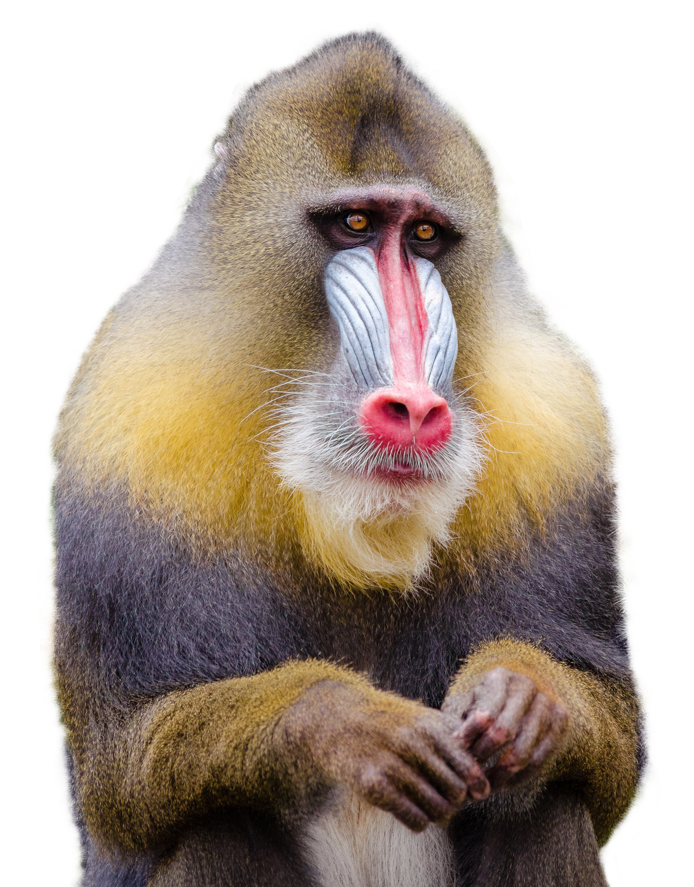 mandrill monkey png transparent image #19089