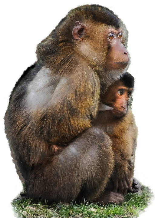 monkey, photo isolated ape scarred macaque image #19153