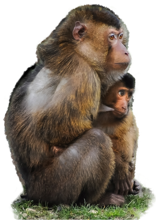 monkey with baby transparent png #19153