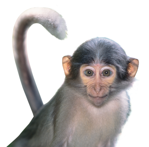 monkey png image #19094