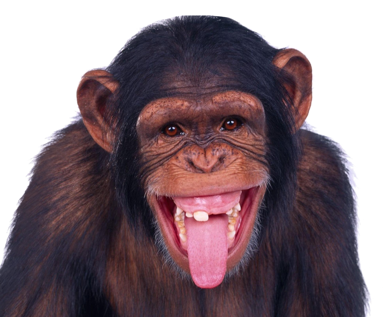 monkey comic transparent character #19066